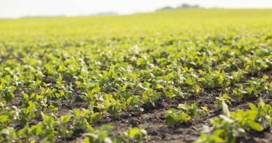 Girdle Beetle in Soybean: Symptoms, Recommended Agrochemicals, and Precautions (Kharif 2025)