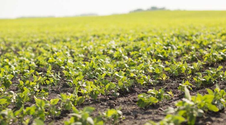 Girdle Beetle in Soybean: Symptoms, Recommended Agrochemicals, and Precautions (Kharif 2025)