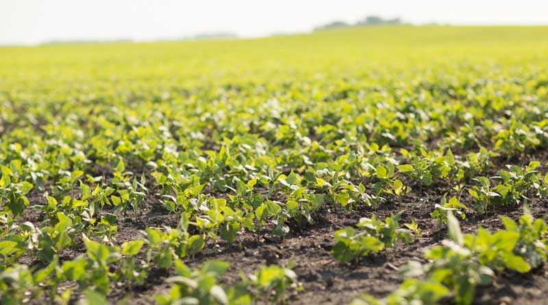 Girdle Beetle in Soybean: Symptoms, Recommended Agrochemicals, and Precautions (Kharif 2025)
