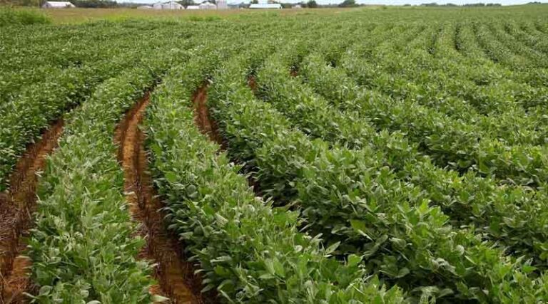 Effective Control of Three Major Defoliator Caterpillars in Soybean: Recommendations by ICAR - National Soybean Research Institute