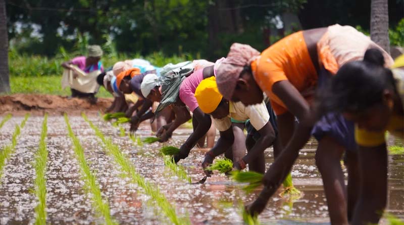 Kharif Sowing Gains Momentum in India: Paddy Acreage Sees a Jump of 2.8 Million Hectares, Pulses and Oilseeds Show Mixed Trends