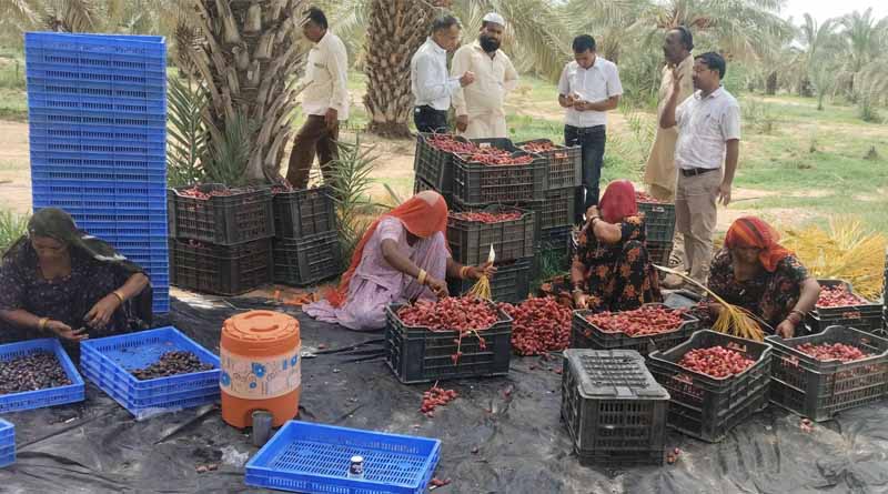 Desert Turns to Gold: Date Farming Transforms Livelihoods in Pokaran, Rajasthan