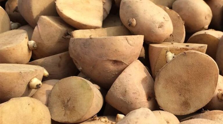 High-quality Potato Seed Will Be Produced In Southern Haryana