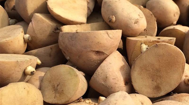 High-quality Potato Seed Will Be Produced In Southern Haryana