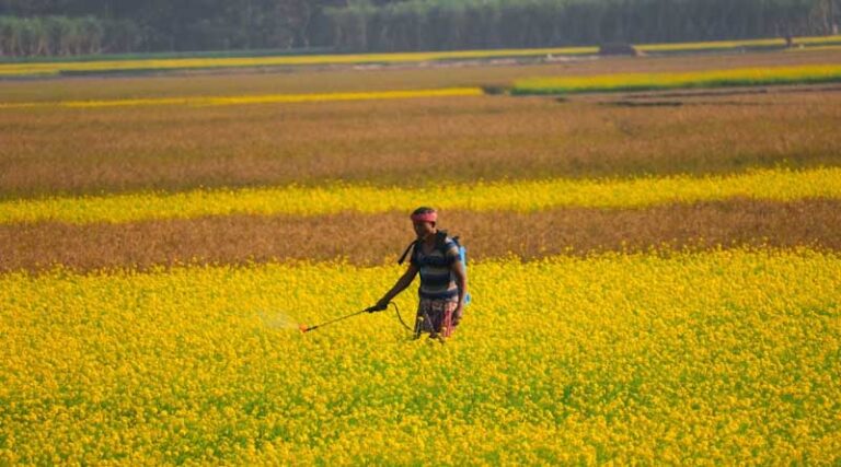 India uses pesticides judiciously and more efficiently in agricultural production
