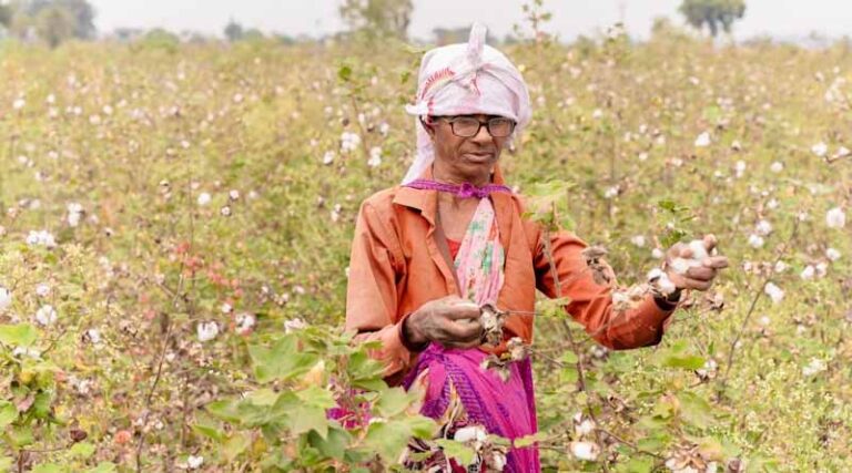 The Story Behind India’s Organic Cotton Certification Crisis and Its Global Impact