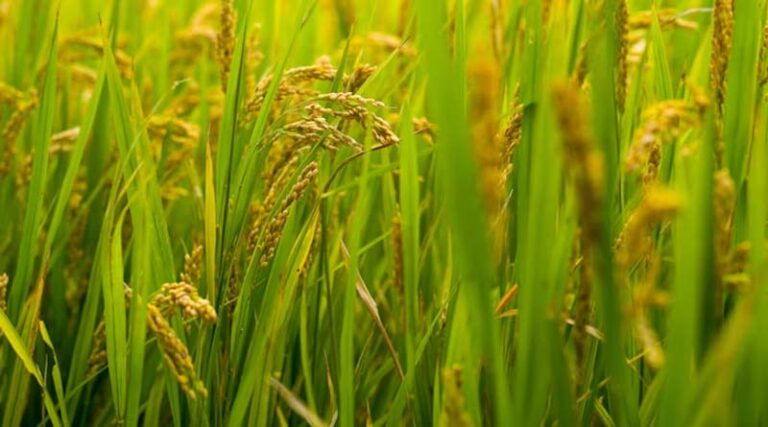 India’s $337 Million Basmati Exports to U.S. Face Tariff Shock as Trump Announces 25% Duty