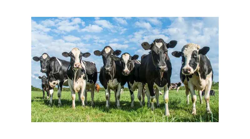 Bird Flu: EFSA Analyses Situation in US And Tracks Possible Routes Of Spread