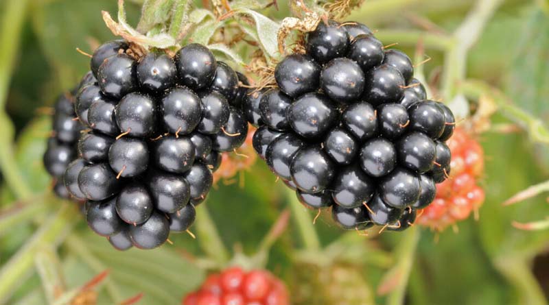 The James Hutton Institute Will Introduce Its Newest Blackberry At Fruit Focus