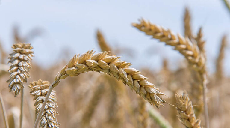 Rain Disrupts Wheat Planting in Southern Brazil