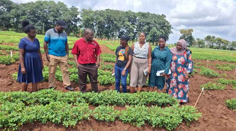 Bridging Science and Impact: Monitoring Progress and Fostering Collaboration Across Groundnut Programs in Malawi, Mozambique, Tanzania and Zambia