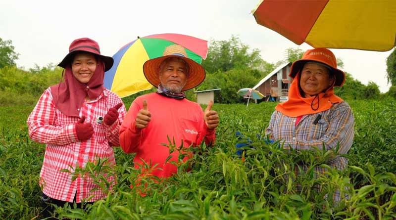 Innovations Advance Bird’s Eye Chili Production in Southeast Asia