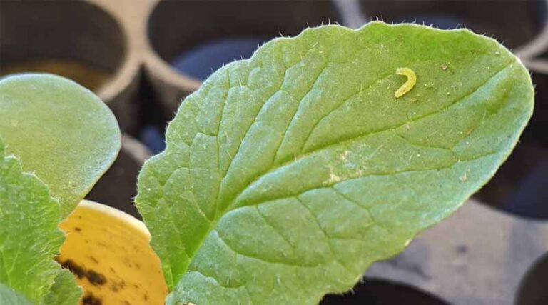 Caterpillar Growth, Feeding and Survival Patterns Shift Due to Warming Climate