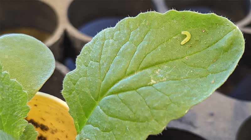 Caterpillar Growth, Feeding and Survival Patterns Shift Due to Warming Climate