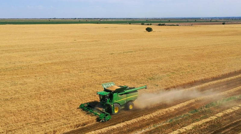 China's Summer Grain Procurement Surpasses 50 Mln Tonnes