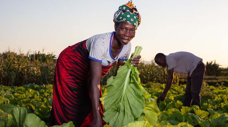 2025 Climate Guide for Farmers in Nigeria Officially Released