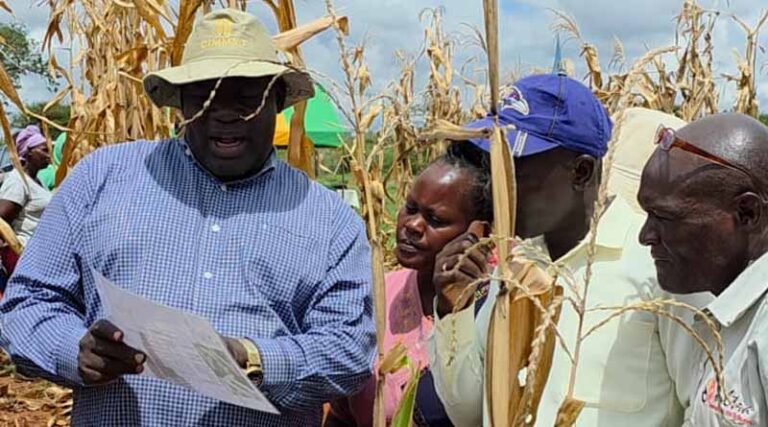 Farmers Embrace Integrated Fall Armyworm Management at Kiboko Field Day