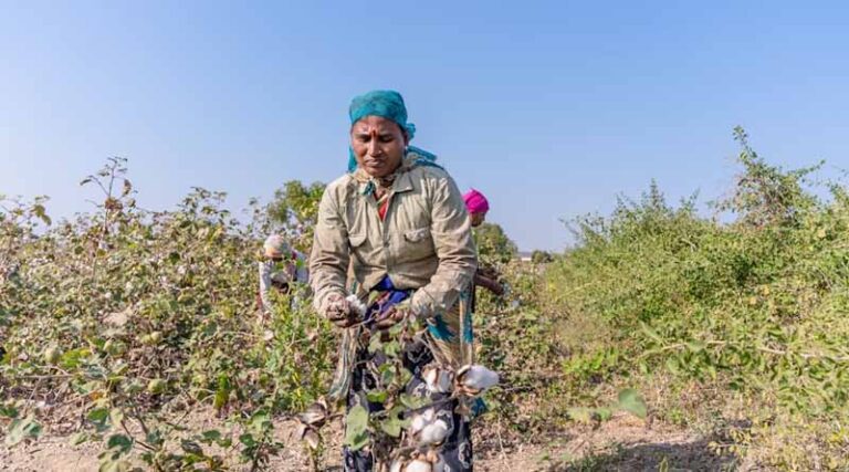 India Faces Decline in Cotton Productivity Amid TSV Virus Threat: Govt Calls Urgent Meeting in Coimbatore