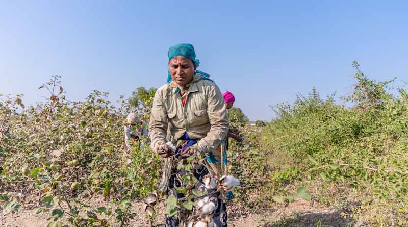 India Faces Decline in Cotton Productivity Amid TSV Virus Threat: Govt Calls Urgent Meeting in Coimbatore