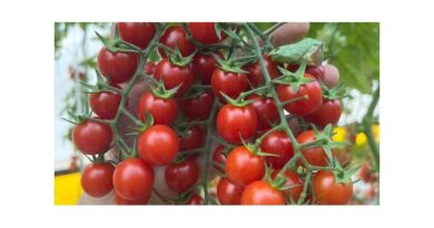 Branching Out: Tomato Genes Point To New Medicines