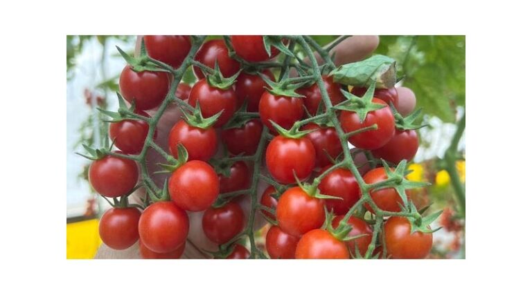 Branching Out: Tomato Genes Point To New Medicines