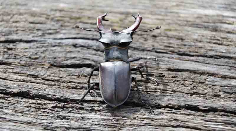 Stag Beetles: The World’s Most Expensive Insect Worth up to $90,000