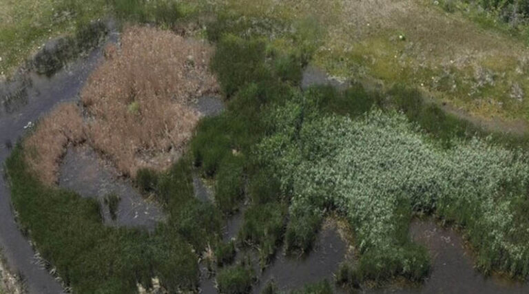 Drone Herbicide Applications Prove Effective for Common Reed Control