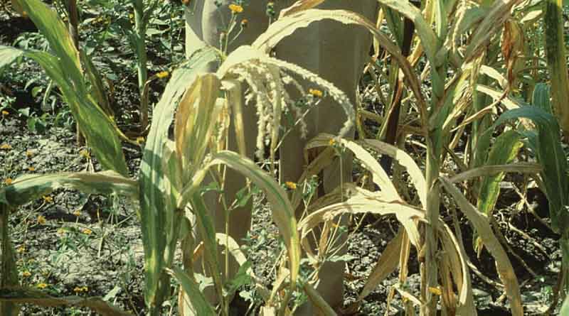 Maize Seed Tracker: A Digital Decision Tool for Maize Lethal Necrosis-Free Seed Production