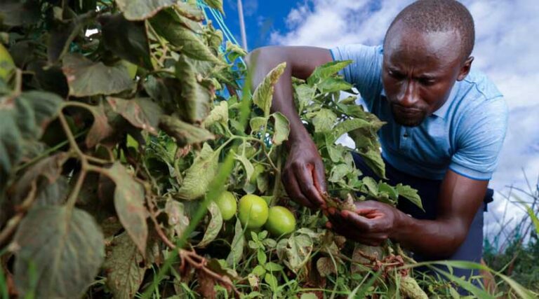 How Do Pest Risk Registers Address The Spread Of Plant Pests In Africa?