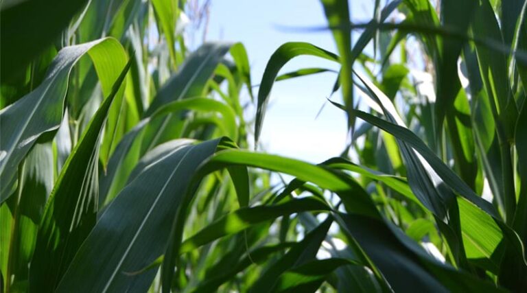 Maize to Dominate Cropping Patterns in Central India: The Coming Agronomic Shift