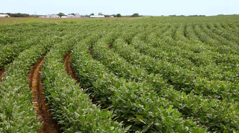ICAR–NSRI Recommends Targeted Post-Emergence Herbicides to Improve Soybean Productivity in India