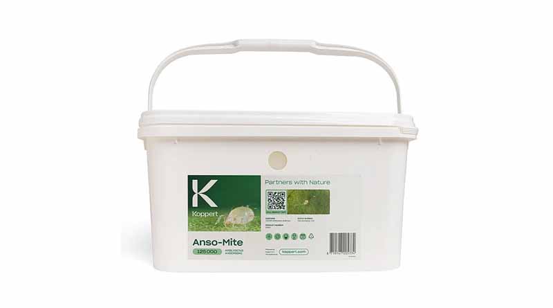 Anso-Mite by Koppert: Cold-Tolerant Predatory Mite for Effective Thrips Control