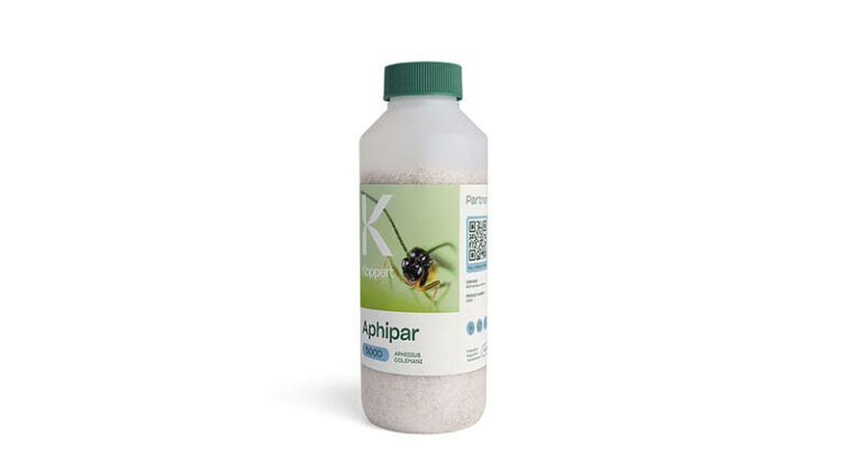 Aphipar by Koppert: Parasitic Wasps for Preventive and Effective Control of Aphids