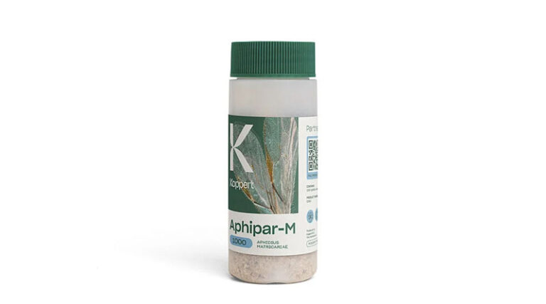 Aphipar-M by Koppert: Parasitic Wasps for Targeted and Preventive Control of Myzus Aphids