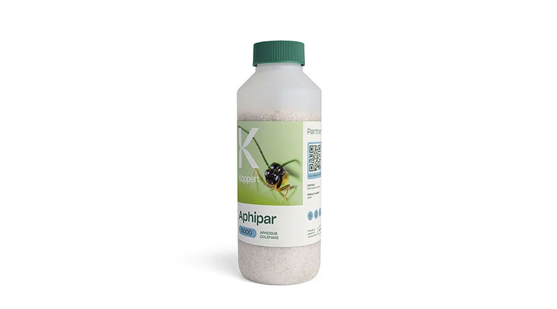 Aphipar by Koppert: Parasitic Wasps for Preventive and Effective Control of Aphids