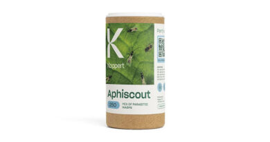 Aphiscout by Koppert: Multi-Species Parasitic Wasp Mix for Preventive Aphid Control and Monitoring