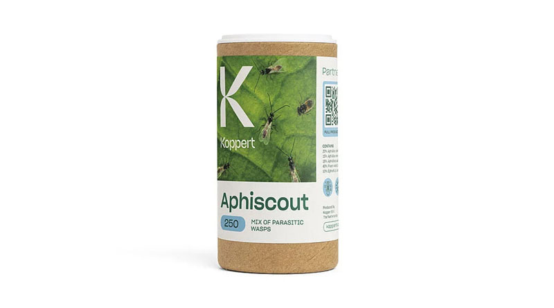 Aphiscout by Koppert: Multi-Species Parasitic Wasp Mix for Preventive Aphid Control and Monitoring