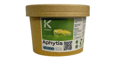 Aphytis by Koppert: Parasitic Wasps for Effective Control of Armoured Scale Insects