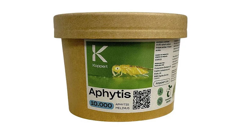Aphytis by Koppert: Parasitic Wasps for Effective Control of Armoured Scale Insects