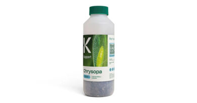Chrysopa by Koppert: Predatory Lacewings for Effective Aphid and Pest Control, Even at Low Temperatures