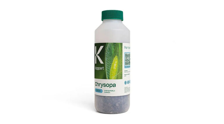 Chrysopa by Koppert: Predatory Lacewings for Effective Aphid and Pest Control, Even at Low Temperatures