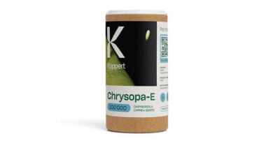 Chrysopa-E by Koppert: Predatory Lacewings for Preventive and Low-Temperature Aphid Control