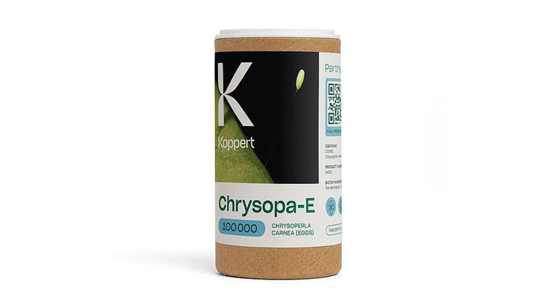 Chrysopa-E by Koppert: Predatory Lacewings for Preventive and Low-Temperature Aphid Control