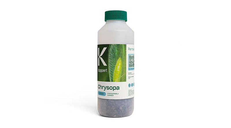 Chrysopa by Koppert: Predatory Lacewings for Effective Aphid and Pest Control, Even at Low Temperatures