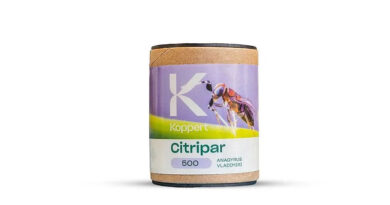 Citripar by Koppert: Parasitic Wasps for Effective Control of Citrus and Vine Mealybugs