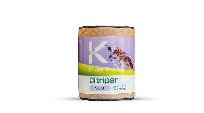 Citripar by Koppert: Parasitic Wasps for Effective Control of Citrus and Vine Mealybugs
