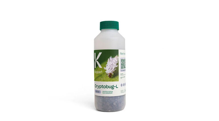 Cryptobug-L by Koppert: Predatory Beetles for Targeted Mealybug Hotspot Treatment