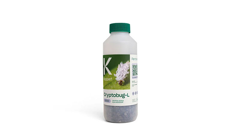 Cryptobug-L by Koppert: Predatory Beetles for Targeted Mealybug Hotspot Treatment