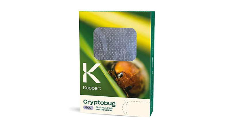 Cryptobug by Koppert: Predatory Beetles for Comprehensive Mealybug Control