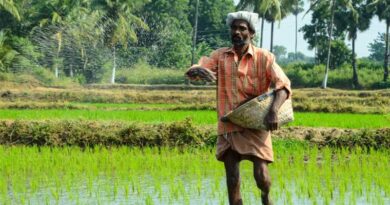 Urea Production Rises by 35% in the Last 10 Years, DAP and NPK Increase by 44%: Government of India